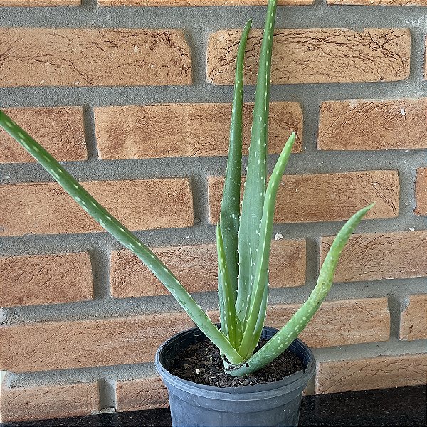 Aloe Babosa Pote 15