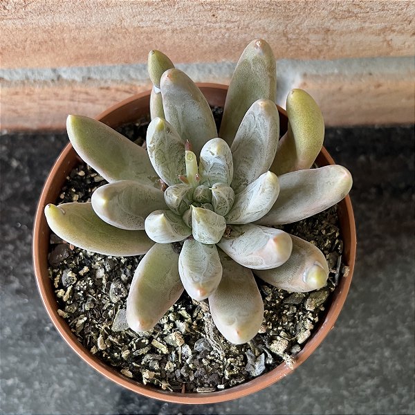 Echeveria Tolimanenses Pote 11