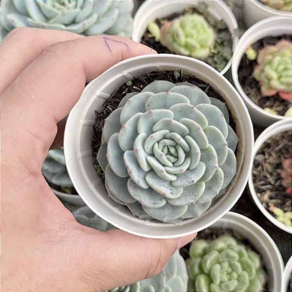 Echeveria Mont Blanc Pote 9