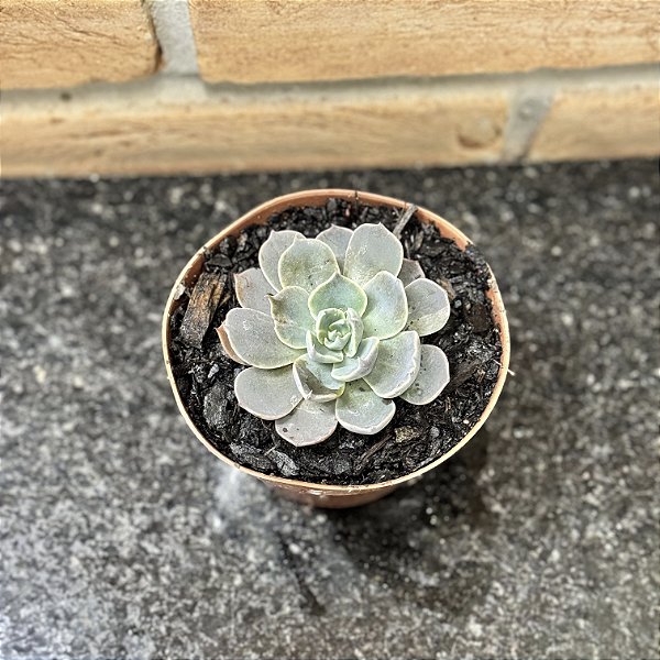 Echeveria Colorshift Pote 11