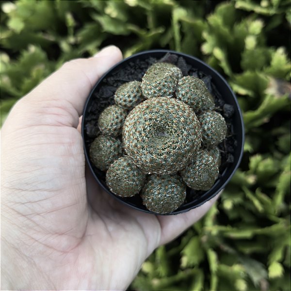 Rebutia Heliosa Var. Condorensis Pote 11