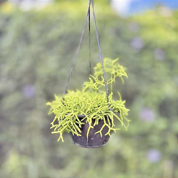 Rhipsalis Cuia 13