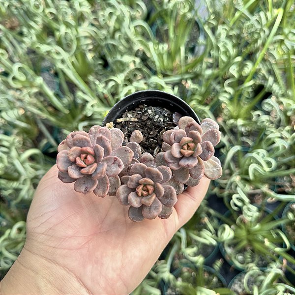 Graptosedum Adria Bubbaloo Pote 9