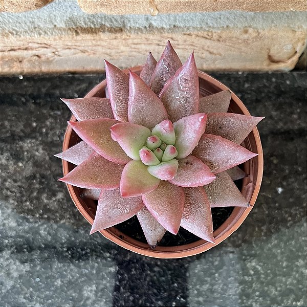 Echeveria Agavoides Celestia Pote 9