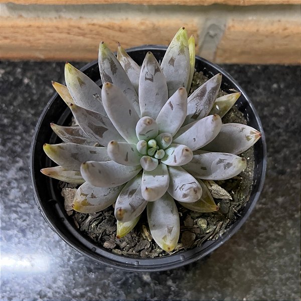 Echeveria Unguiculata Pote 11