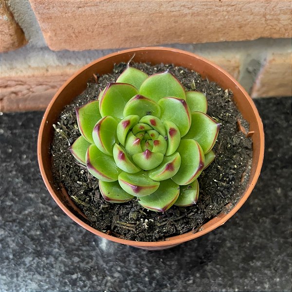 Agavoide Moonstone Pote 9