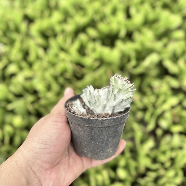 Euphorbia Lactea Cristata Variegata Pote 9