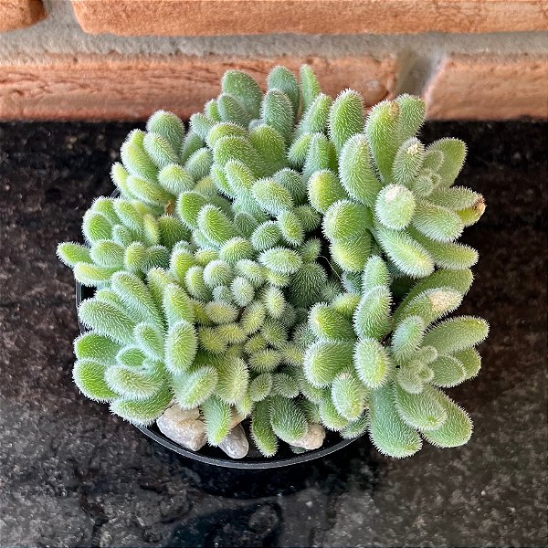 Sedum Hintonii Pote 11