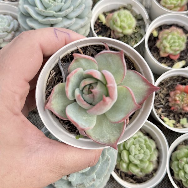 Echeveria Agavoides Casio  Pote 9