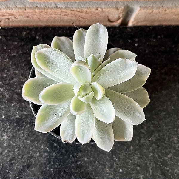 Echeveria Albicans Variegata Pote 11