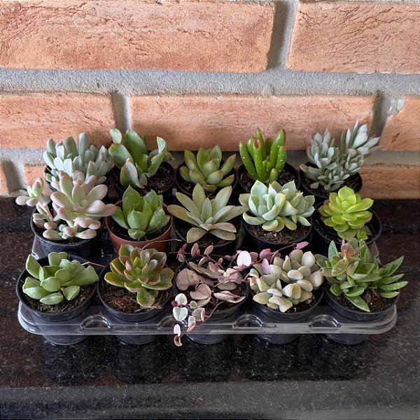 Pedido 50 Unidades Suculentas