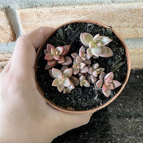 Sedum Bronze Pote 11