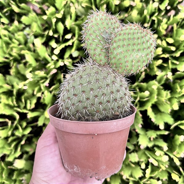 Opuntia Pycnantha Pote 11