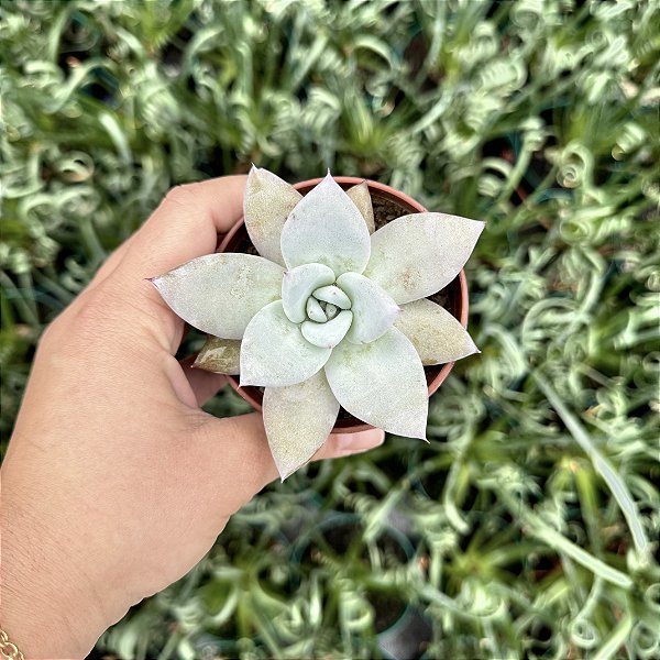 Echeveria Mexican Giant Pote 9
