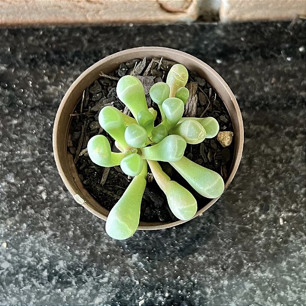 Fenestraria Aurantiaca (dedinho De Et) Pote 8