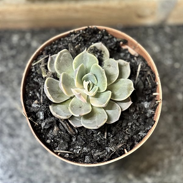 Echeveria Colorshift Variegata Pote 11