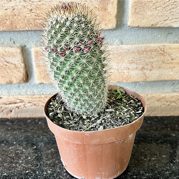 Mammillaria Matudae Pote 11
