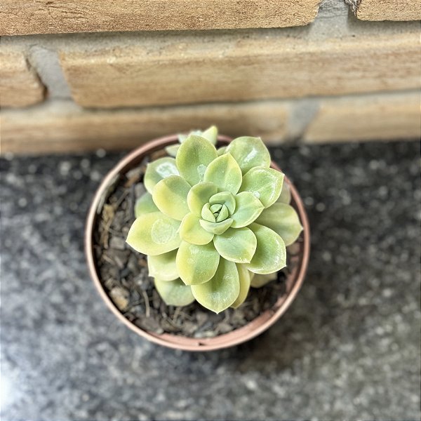 Echeveria Fantome Variegata Pote 11