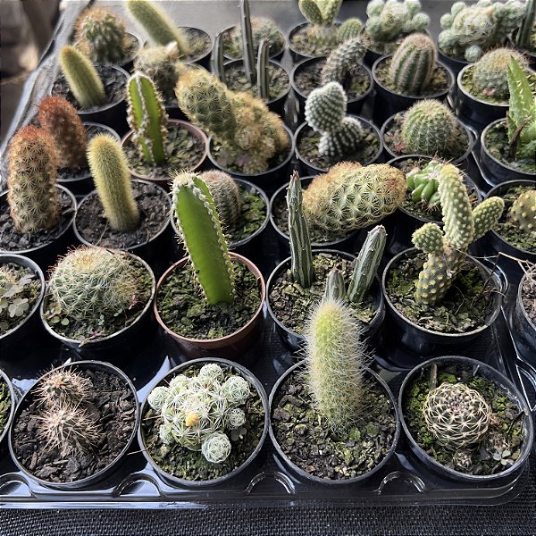 Cactos Variados pote 6 (25 unidades)