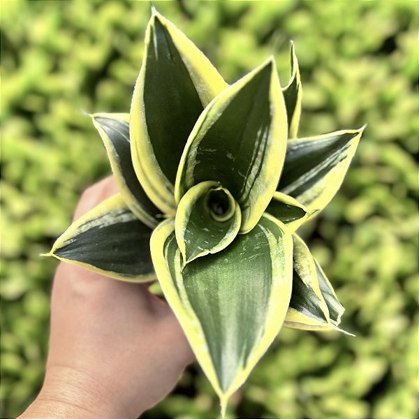 Sansevieria Trifasciata Jade Dwarf Marginated Pote 11
