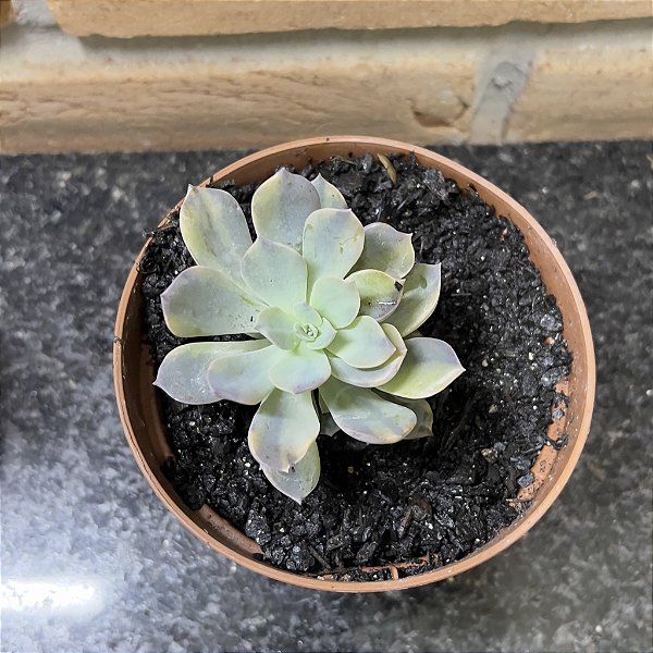 Echeveria Angel Variegata Pote 11