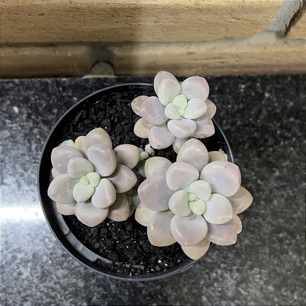 Graptoveria Ellen pote 11