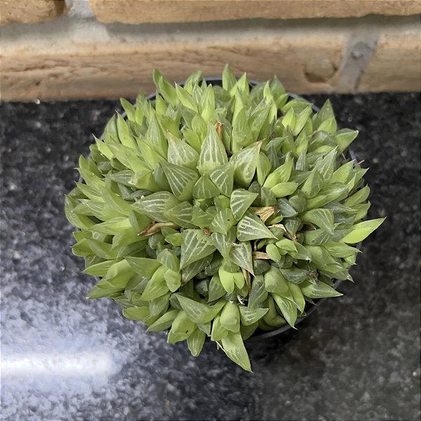 Haworthia Turgida Pote 11