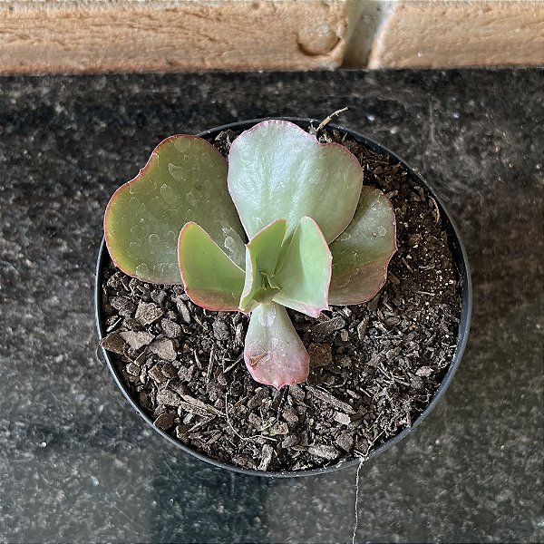 Echeveria Diamond State Reversa Pote 9
