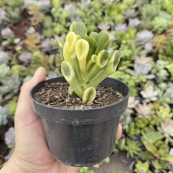 Crassula Orelha de Shrek Variegata pote 11