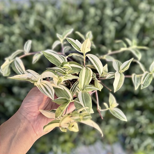 Tradescantia Fluminensis Variegata (lambari Variegata) - Cuia 13