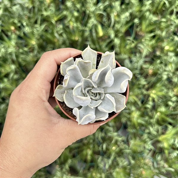 Echeveria Thriller Pearl Pote 9