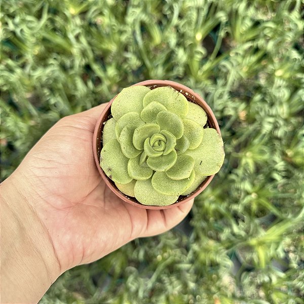 Aeonium Lily Pad Pote 9