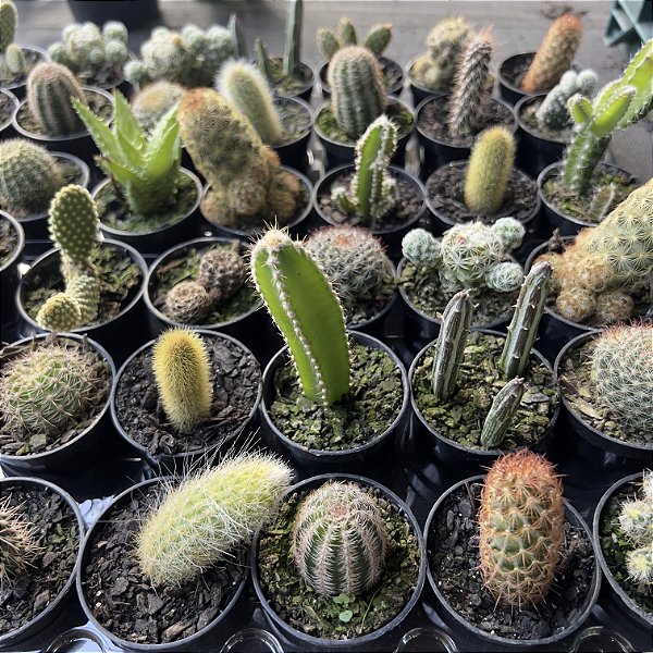Pedido personalizado 130 unidades cactos pote 6