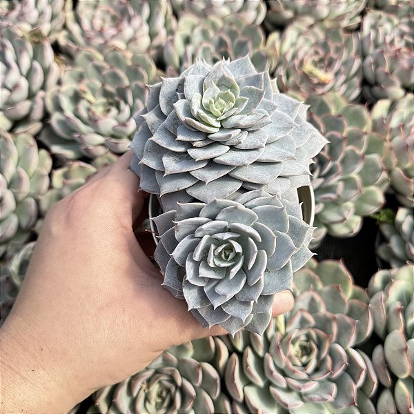 Echeveria Canadian - Pote 9