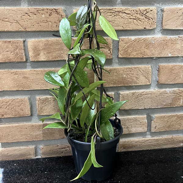 Hoya Carnosa - Pote 15