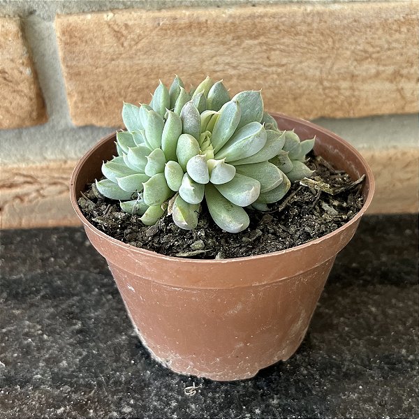 Echeveria Winds Of Change Variegata - Pote 11