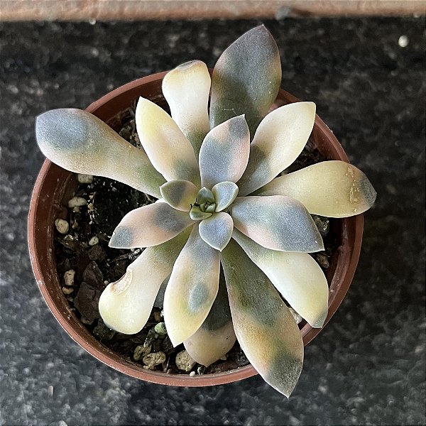 Echeveria Carnicolor Variegata Pote 9