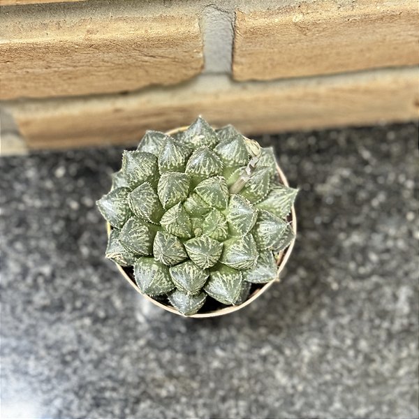 Haworthia Mirror Ball Pote 9