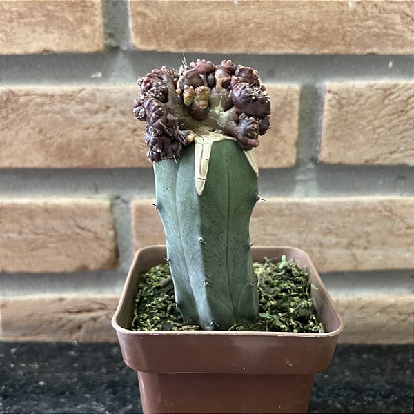 Cacto Echinopsis Cv. Chocolate Monstrose Enxertado Pote 11