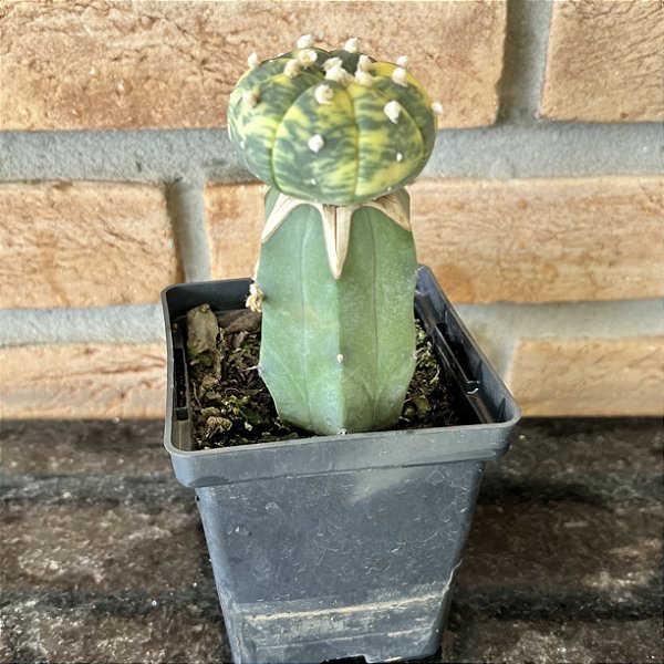 Cacto Astrophytum Asterias Variegata Enxertado Pote 11