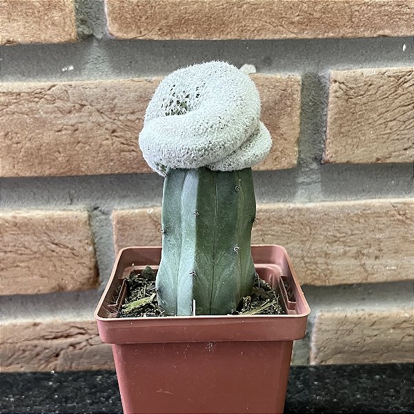 Cacto Epithelantha Bokei Cristata Enxertado Pote 11