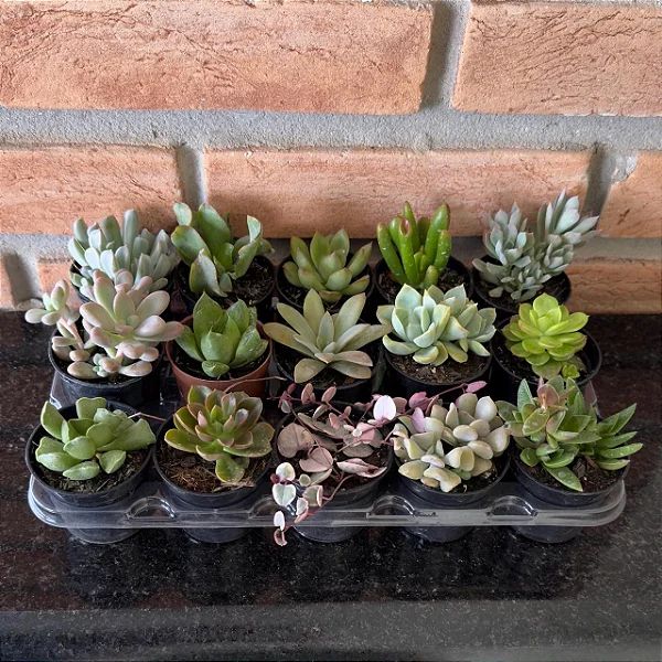 Pedido personalizado 250 unidades suculentas