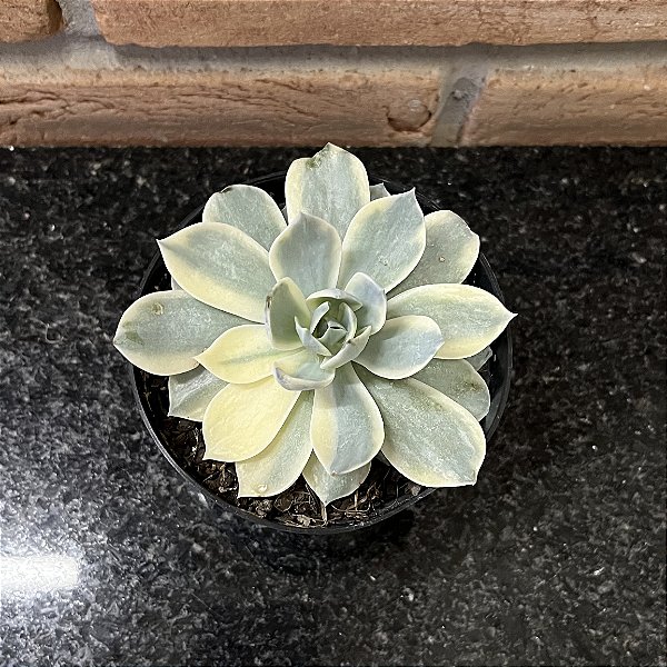 Echeveria Subsessilis Variegata Pote 11