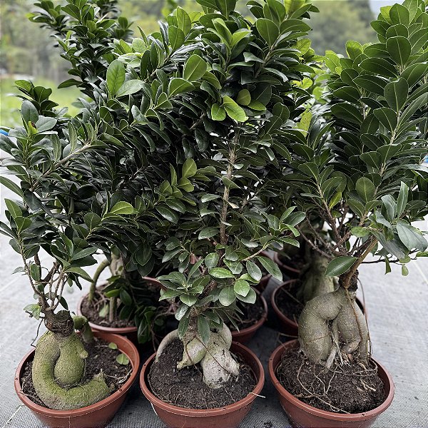 Ficus Microcarpa 'ginseng' Cuia 21