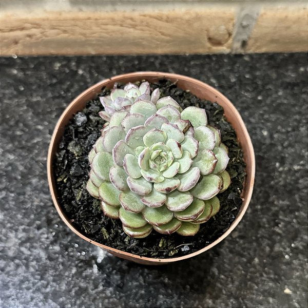 Echeveria Accolade Pote 11