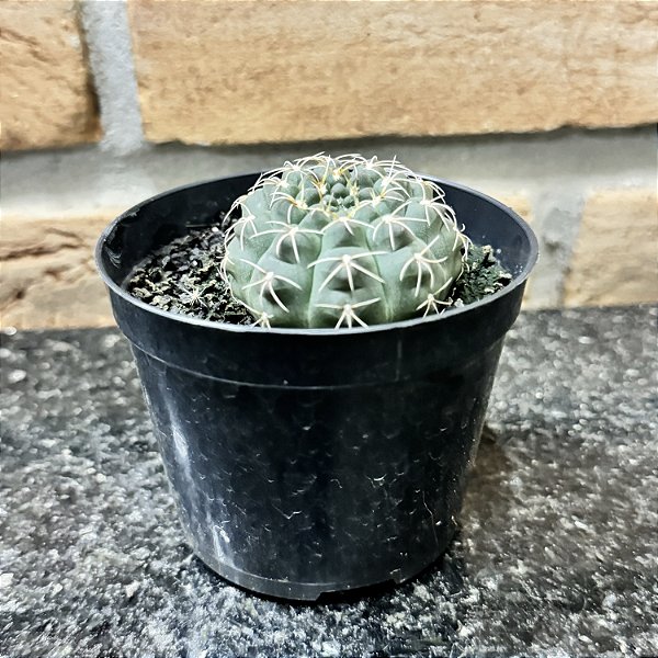 Gymnocalycium Quehlianum Pote 9