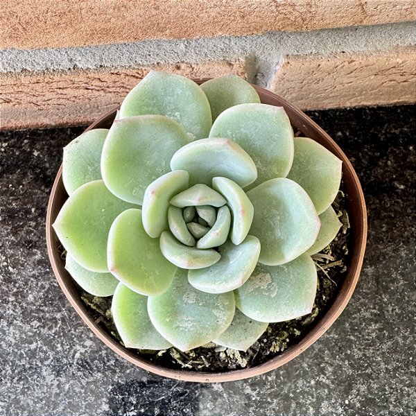 Echeveria Amabile Pote 11