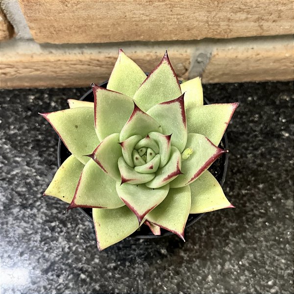 Echeveria Agavoides Ebony Pote 11