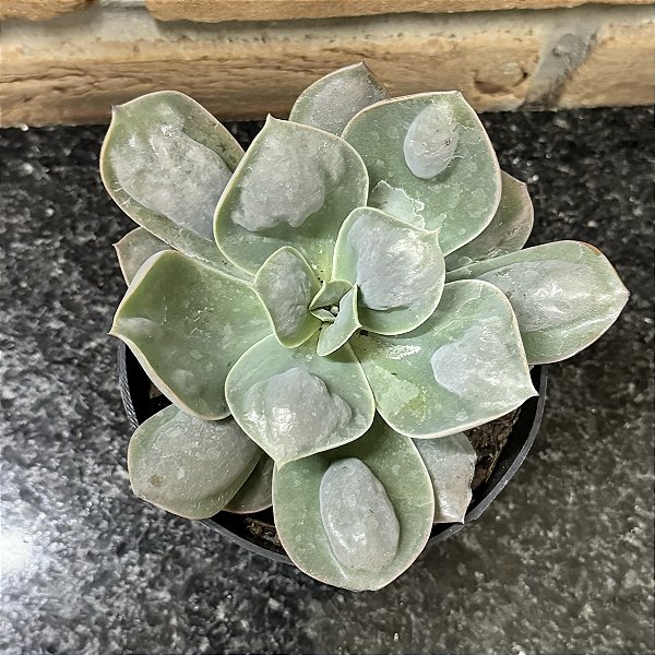 Echeveria Macaron Cuia 13