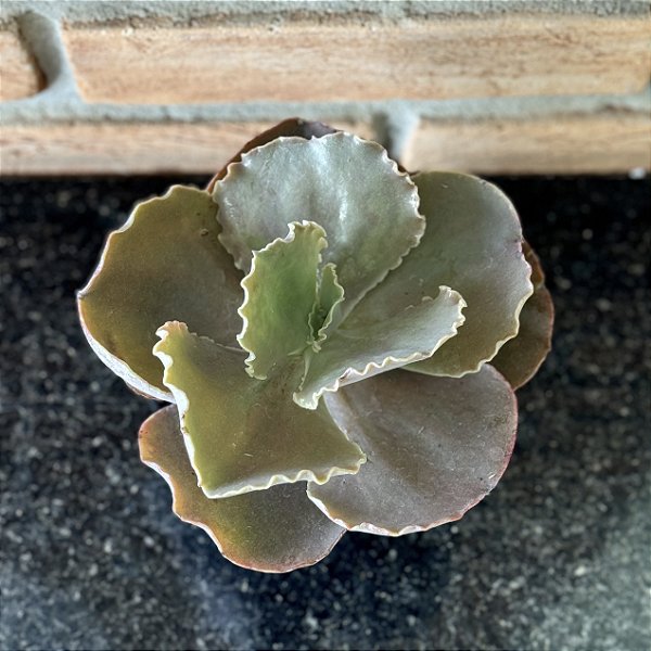 Echeveria Pretty Darkness Pote 11